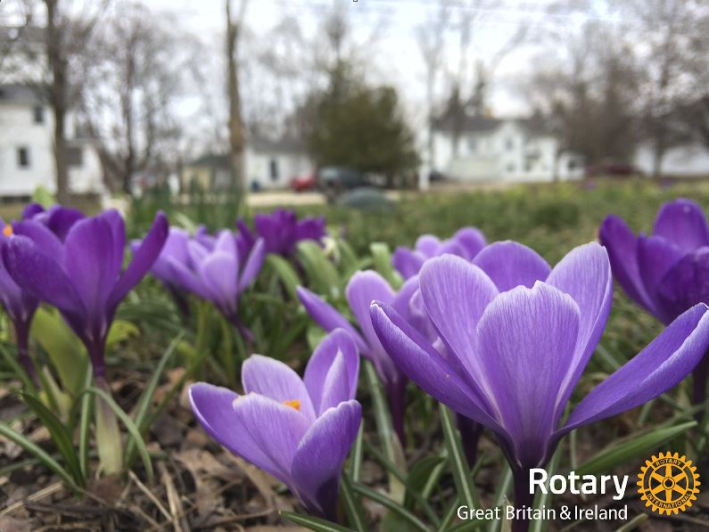 Winslow Rotary Goes Purple!